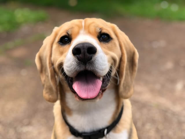 Animaux de compagnie heureux